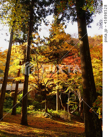 紅葉谷公園（山口県：岩国） 45898528