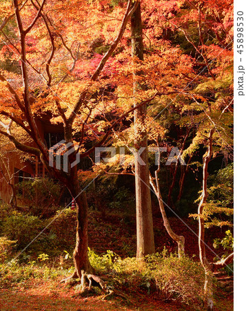 紅葉谷公園（山口県：岩国） 45898530