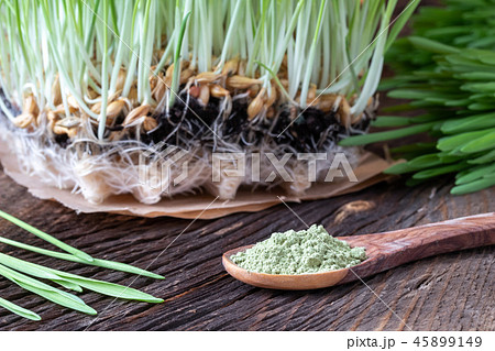 Barley grass powder on a spoon with fresh barley 45899149