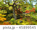 京都 紅葉 45899545
