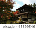 京都 紅葉 45899546