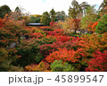 京都 紅葉 45899547