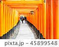 京都 紅葉 45899548
