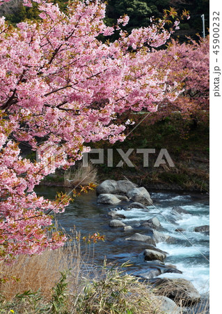 満開の河津桜と川の流れ　縦位置 45900232
