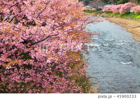 満開の河津桜 45900233