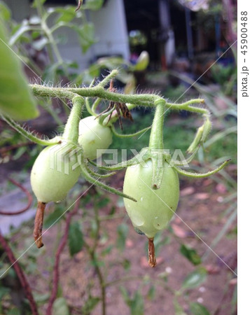 close up of green tomatoes close up of green tomatoes 45900488