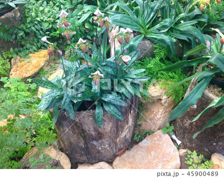 paphiopedilum flower 45900489