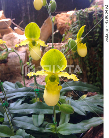 paphiopedilum flower paphiopedilum flower 45900492