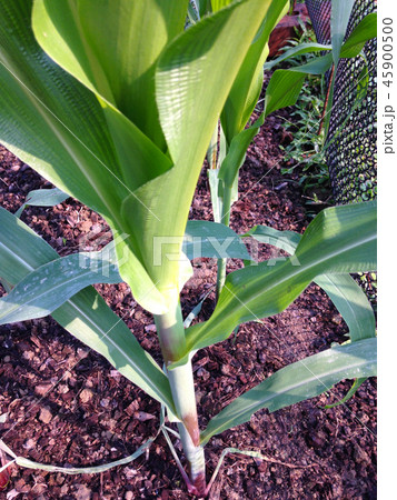 little green corn field little green corn field 45900500