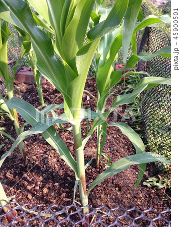 little green corn field 45900501