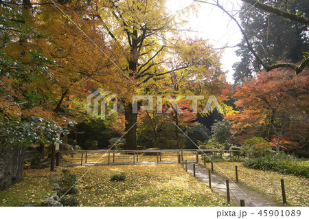 みやま市　清水寺　紅葉 45901089