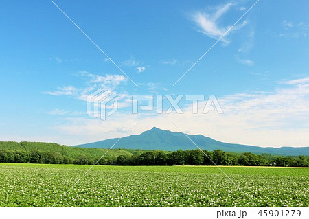 北海道 青空の道東風景 北海道 青空の道東風景 45901279