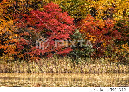 裏磐梯の紅葉 裏磐梯の紅葉 45901346