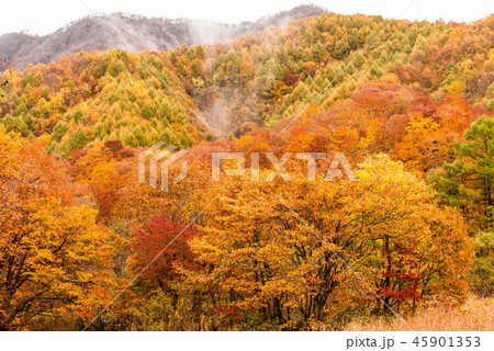 裏磐梯の紅葉 45901353