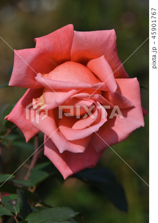 バラ（カトリーヌ・ドゥヌーブ） 45901767