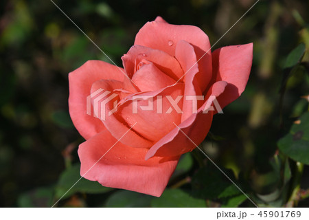 バラ（カトリーヌ・ドゥヌーブ） 45901769