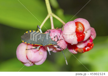 キバラヘリカメムシ 45902324