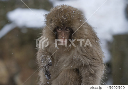 スノーモンキー 45902500