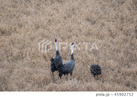 ナベヅル　鳴き合い　出水 45902752
