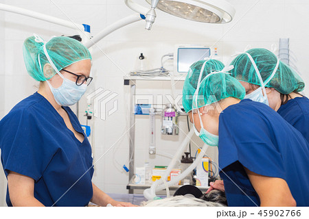 team of veterinarians in the surgical room 45902766