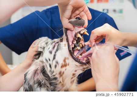 Dog intubated in surgery room of veterinary clinic Dog intubated in surgery room of veterinary clinic 45902771