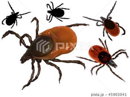 Red Sheep Tick or Castor Bean Tick 45903041