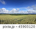 小麦畑 小麦 風景 45903120