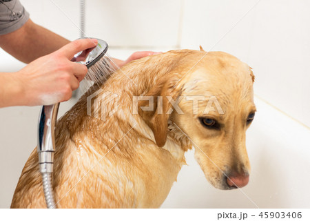 Labrador retriever taking a bath. 45903406