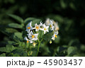 ジャガイモの花 ジャガイモ 花 45903437