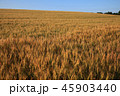 麦畑 大麦 植物 45903440