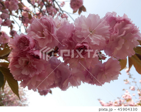満開の桜 八重桜 お花見 造幣局の通り抜け 45904330
