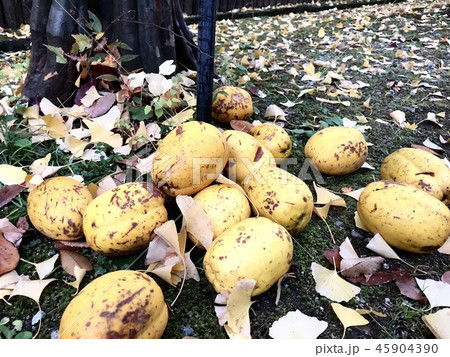 カリン 果実 柑橘 45904390