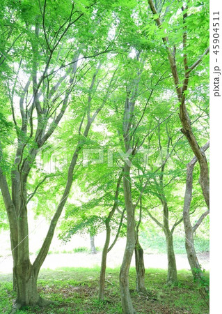 もみじの木　緑　明るい背景 45904511