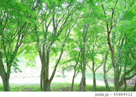 もみじの木 緑 明るい背景 もみじの木 緑 明るい背景 45904512