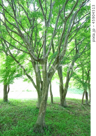 もみじの木　緑　明るい背景 45904513