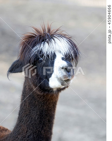 Alpaca, a portrait  45904666