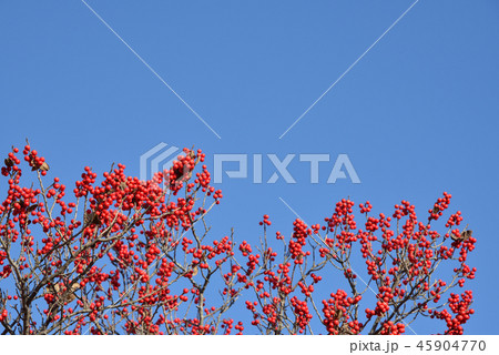 11月のウメモドキ 45904770