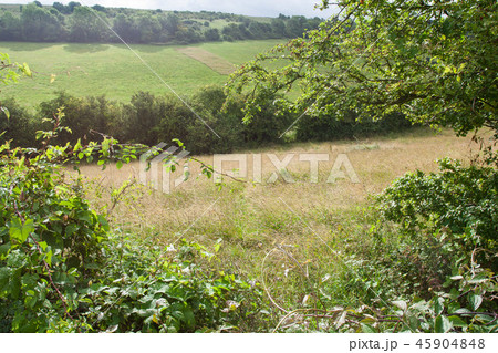 爽やかな草原 45904848