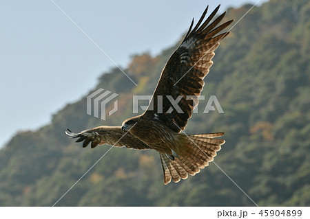 秋の山を飛ぶトンビ トビ の写真素材