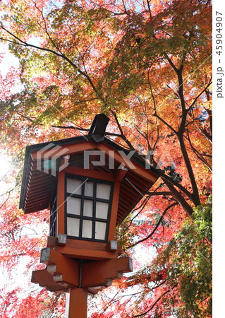 紅葉の新倉山浅間公園 紅葉の新倉山浅間公園 45904907