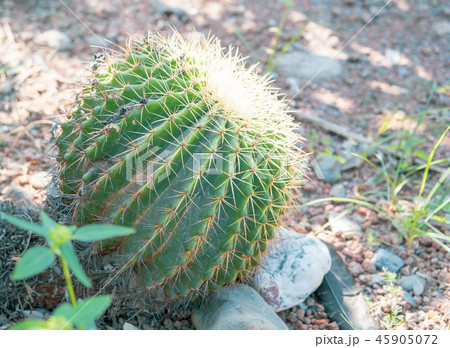 サボテン さぼてん 仙人掌 45905072