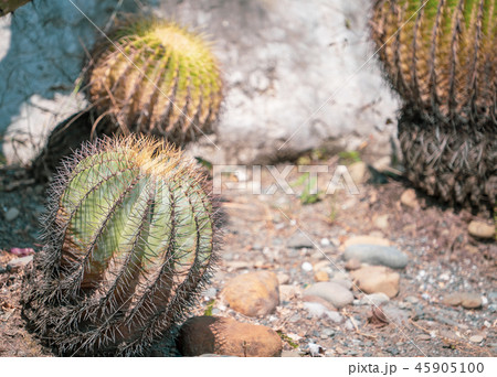 サボテン さぼてん 仙人掌 45905100