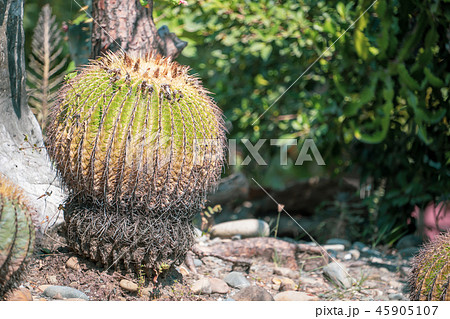サボテン さぼてん 仙人掌 45905107