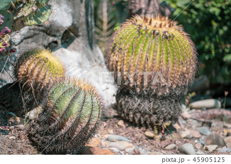 サボテン さぼてん 仙人掌 45905125
