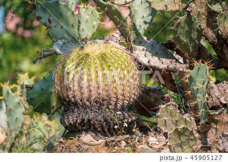 サボテン さぼてん 仙人掌 45905127
