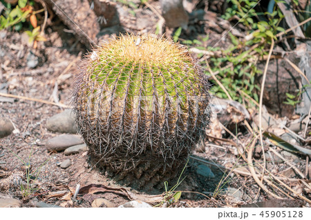 サボテン さぼてん 仙人掌 45905128