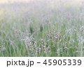 朝露に濡れた草の穂先 45905339