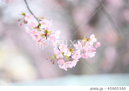 小松が池公園の河津桜 小松が池公園の河津桜 45905380