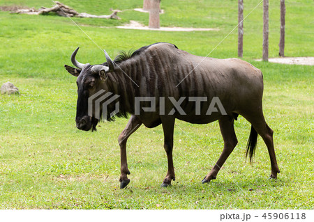 Blue wildebeest standing in grassland Blue wildebeest standing in grassland 45906118