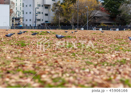晩秋の仙台西公園 45906166